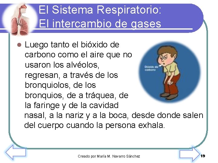 El Sistema Respiratorio: El intercambio de gases l Luego tanto el bióxido de carbono