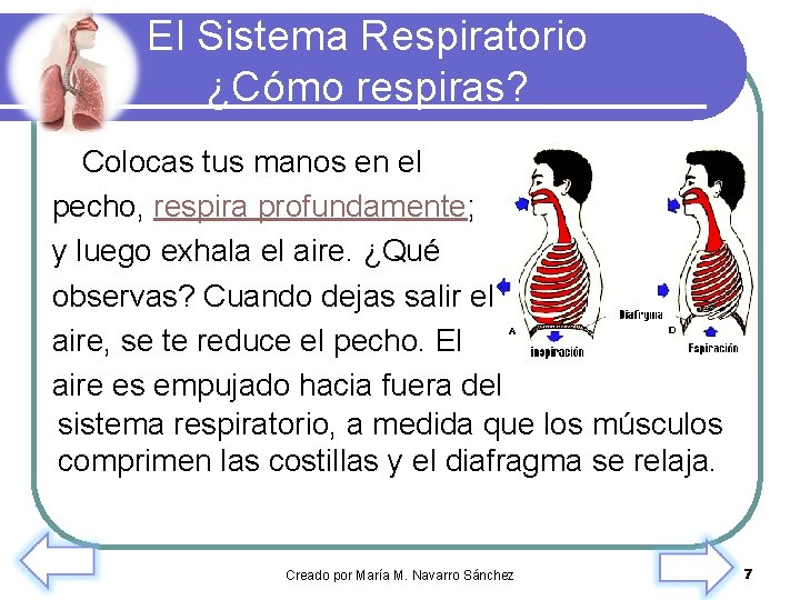 El Sistema Respiratorio ¿Cómo respiras? Colocas tus manos en el pecho, respira profundamente; y