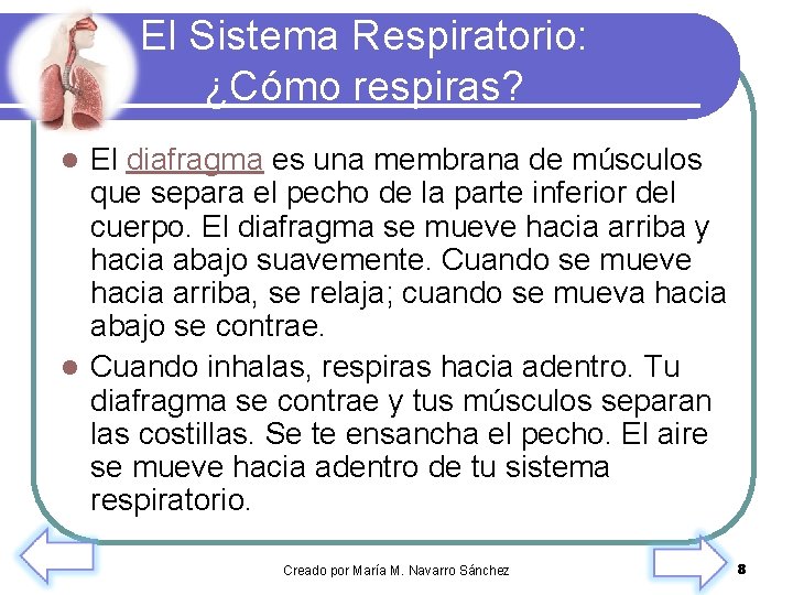 El Sistema Respiratorio: ¿Cómo respiras? El diafragma es una membrana de músculos que separa