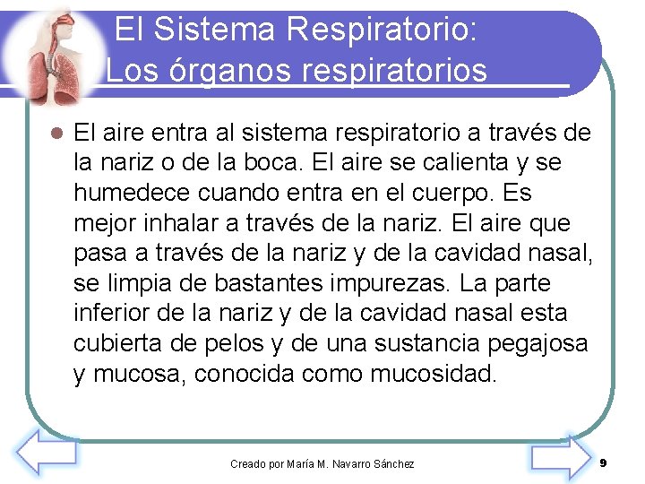 El Sistema Respiratorio: Los órganos respiratorios l El aire entra al sistema respiratorio a
