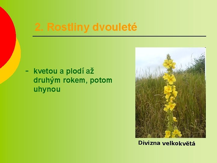 2. Rostliny dvouleté - kvetou a plodí až druhým rokem, potom uhynou Divizna velkokvětá