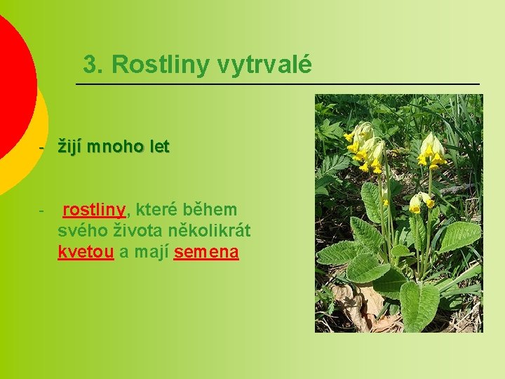 3. Rostliny vytrvalé - žijí mnoho let - rostliny, které během svého života několikrát