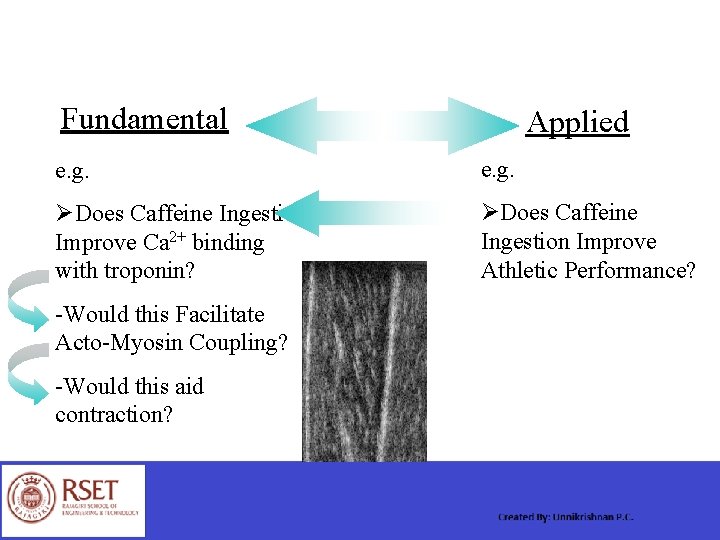 Fundamental Applied e. g. ØDoes Caffeine Ingestion Improve Ca 2+ binding with troponin? ØDoes