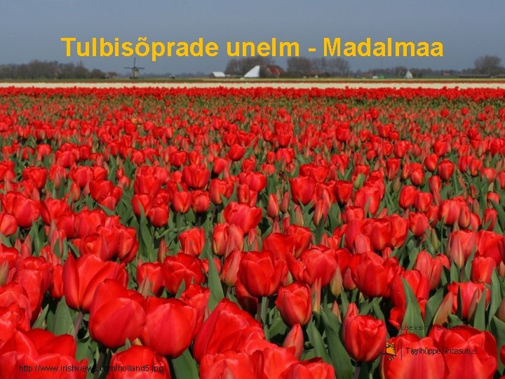 Tulbisõprade unelm - Madalmaa http: //www. irishviews. com/holland 5. jpg 