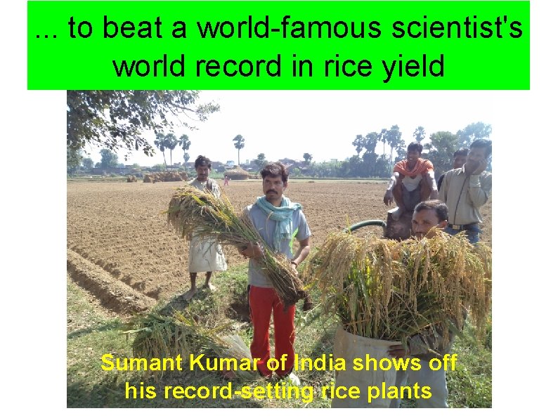 . . . to beat a world-famous scientist's world record in rice yield Sumant