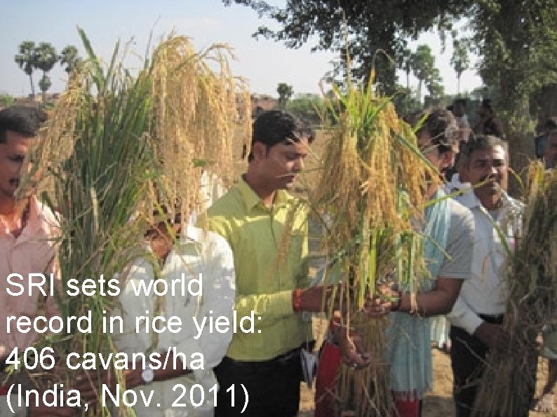 SRI sets world record in rice yield: 406 cavans/ha (India, Nov. 2011) 