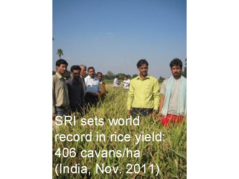 SRI sets world record in rice yield: 406 cavans/ha (India, Nov. 2011) 