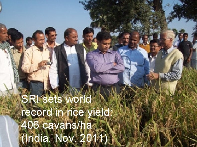 SRI sets world record in rice yield: 406 cavans/ha (India, Nov. 2011) 