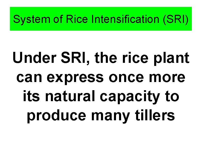 System of Rice Intensification (SRI) Under SRI, the rice plant can express once more