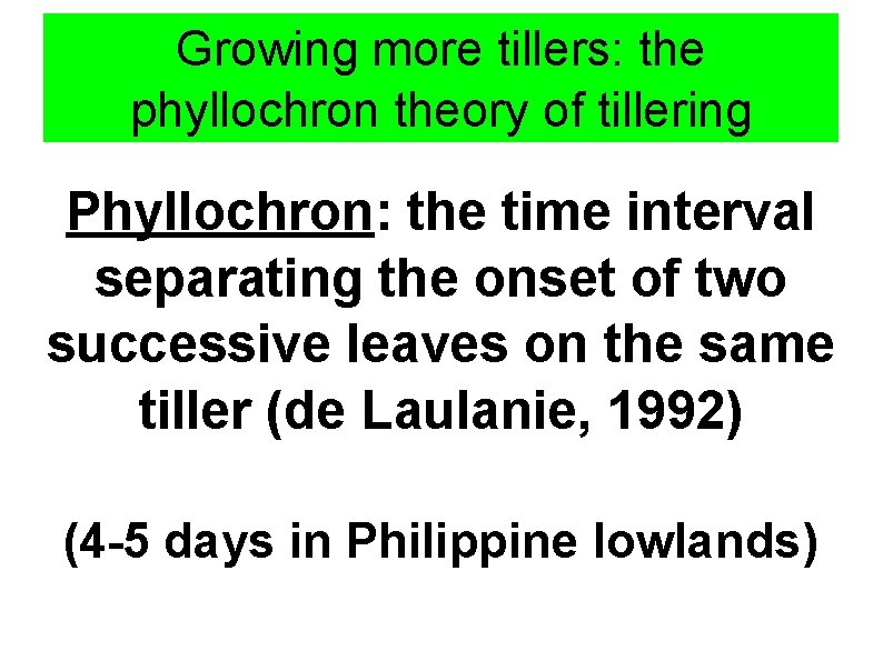Growing more tillers: the phyllochron theory of tillering Phyllochron: the time interval separating the