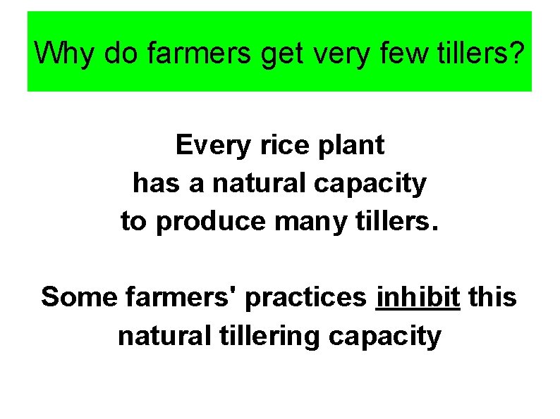 Why do farmers get very few tillers? Every rice plant has a natural capacity