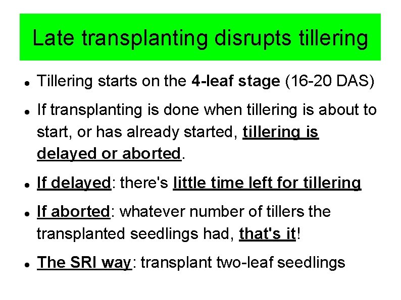 Late transplanting disrupts tillering Tillering starts on the 4 -leaf stage (16 -20 DAS)