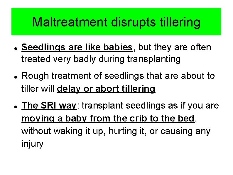 Maltreatment disrupts tillering Seedlings are like babies, but they are often treated very badly