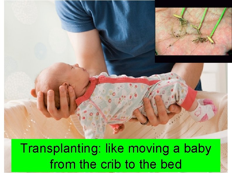 Transplanting: like moving a baby from the crib to the bed 