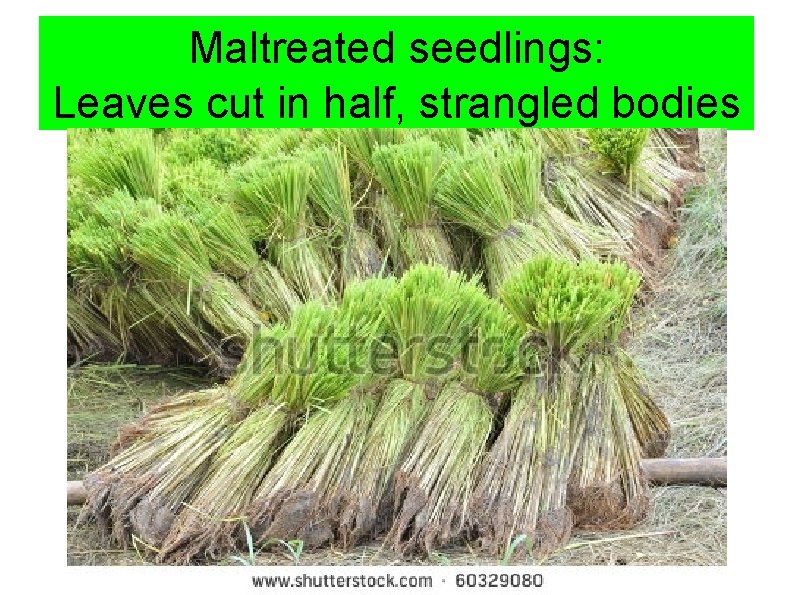 Maltreated seedlings: Leaves cut in half, strangled bodies 