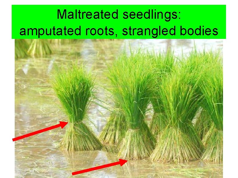 Maltreated seedlings: amputated roots, strangled bodies 