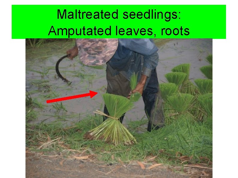 Maltreated seedlings: Amputated leaves, roots 