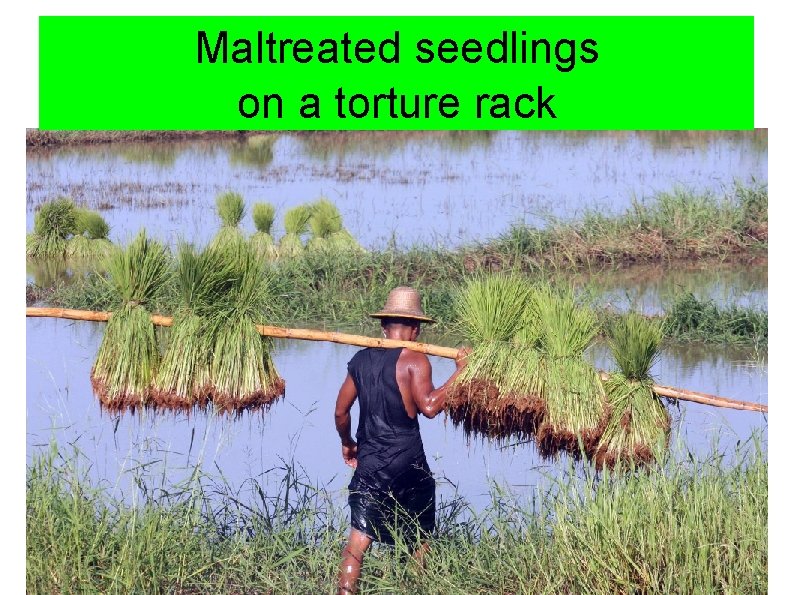 Maltreated seedlings on a torture rack 