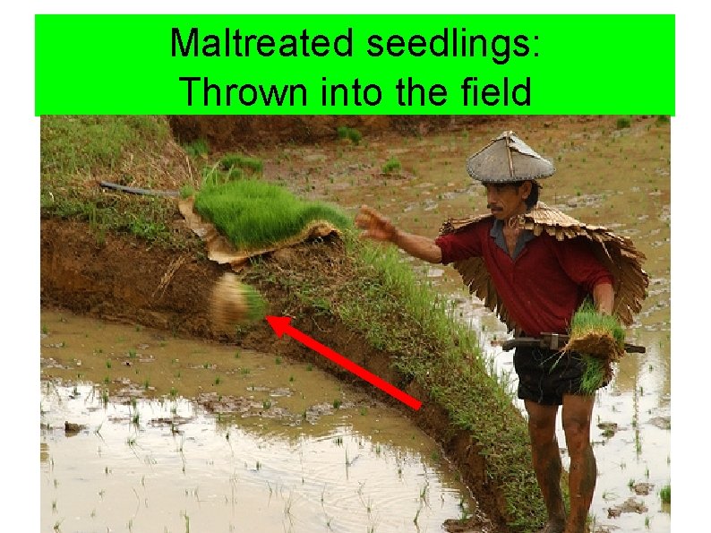 Maltreated seedlings: Thrown into the field 