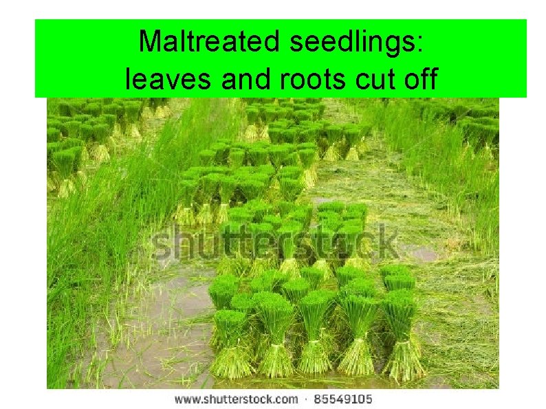 Maltreatedseedlings: Hands and roots feet cut leaves cutoff 