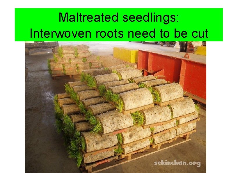 Maltreatedseedlings: Interwoven roots willneed havetotobe becut Interwoven roots 