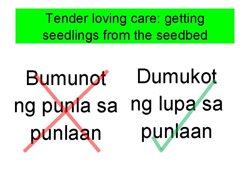 Tender loving care: getting Getting seedlings from the seedbed Bumunot Dumukot ng punla sa