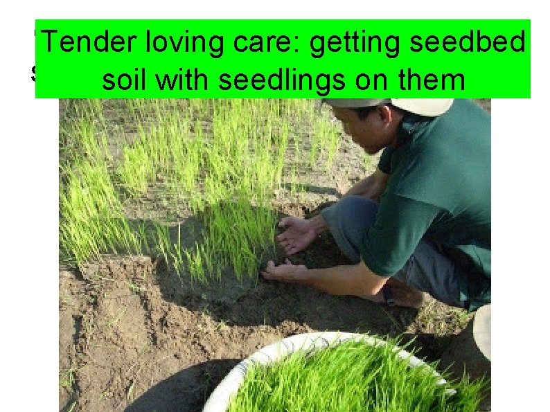 Giving tender loving care: Tenderseedlings loving care: getting seedbed soil with seedlings on them
