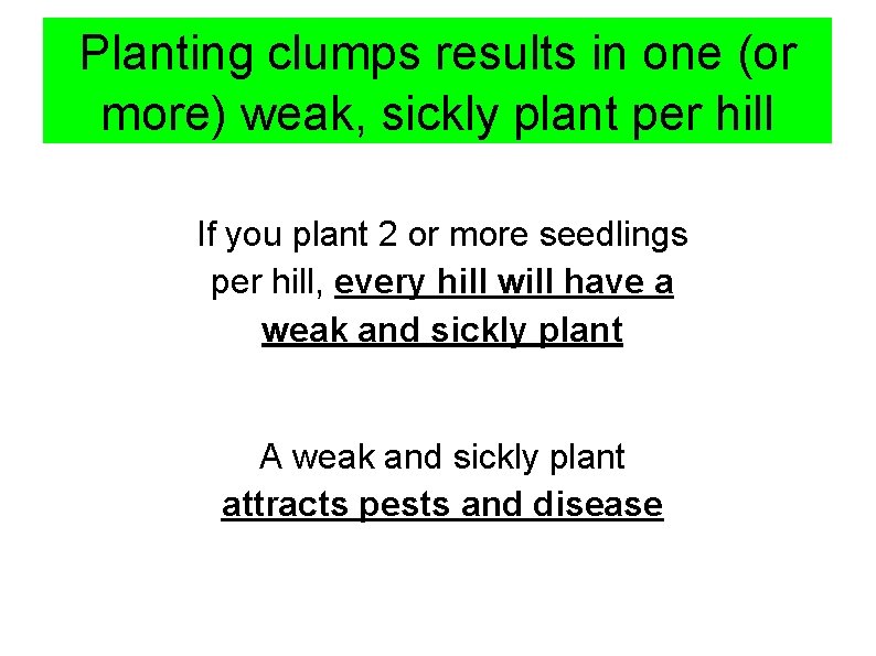 Planting clumps results in one (or more) weak, sickly plant per hill If you