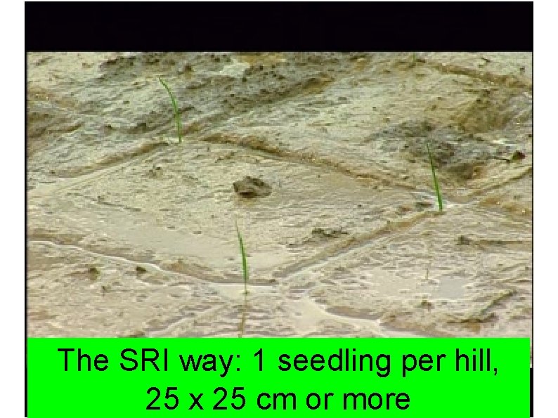 The SRI way: 1 seedling per hill, 25 The x 25 Method cm or