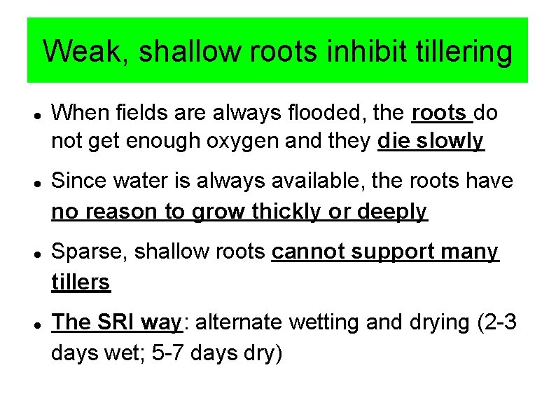 Weak, shallow roots inhibit tillering When fields are always flooded, the roots do not