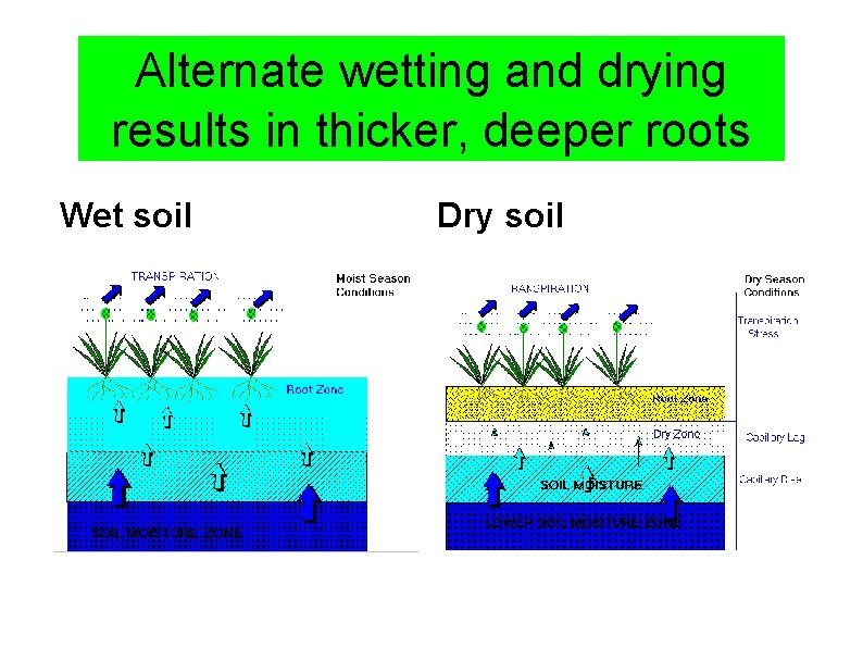 Alternate wetting and drying results in thicker, deeper roots Wet soil Dry soil 