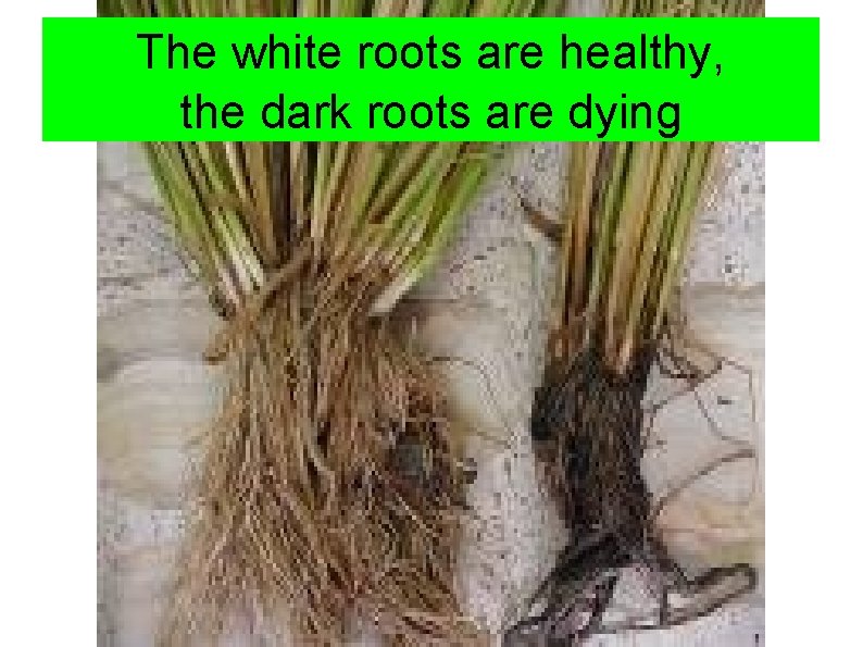 The white roots are healthy, the dark roots are dying 