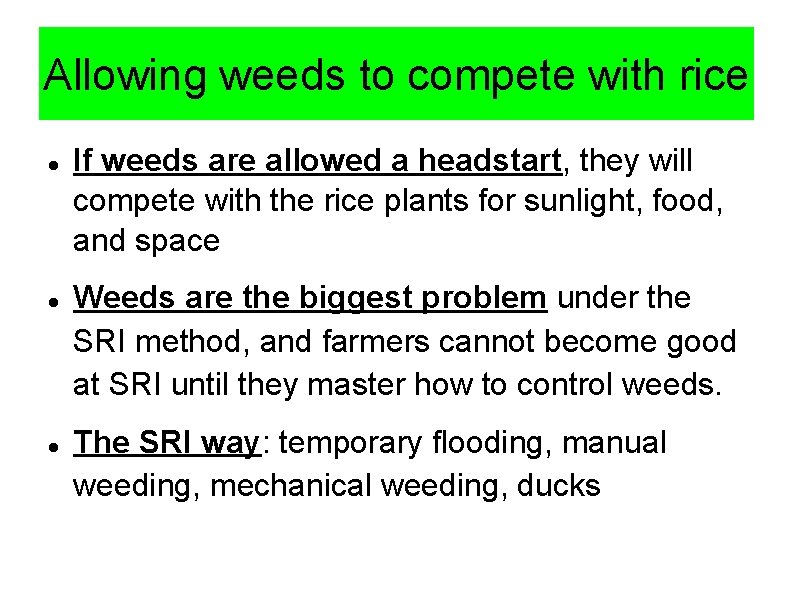 Allowing weeds to compete with rice If weeds are allowed a headstart, they will