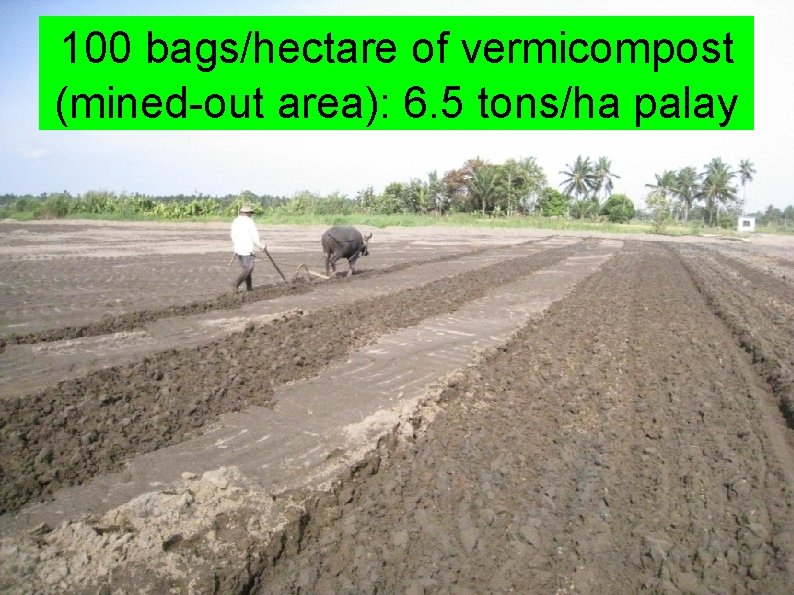 100 bags/hectare of vermicompost (mined-out area): 6. 5 tons/ha palay 
