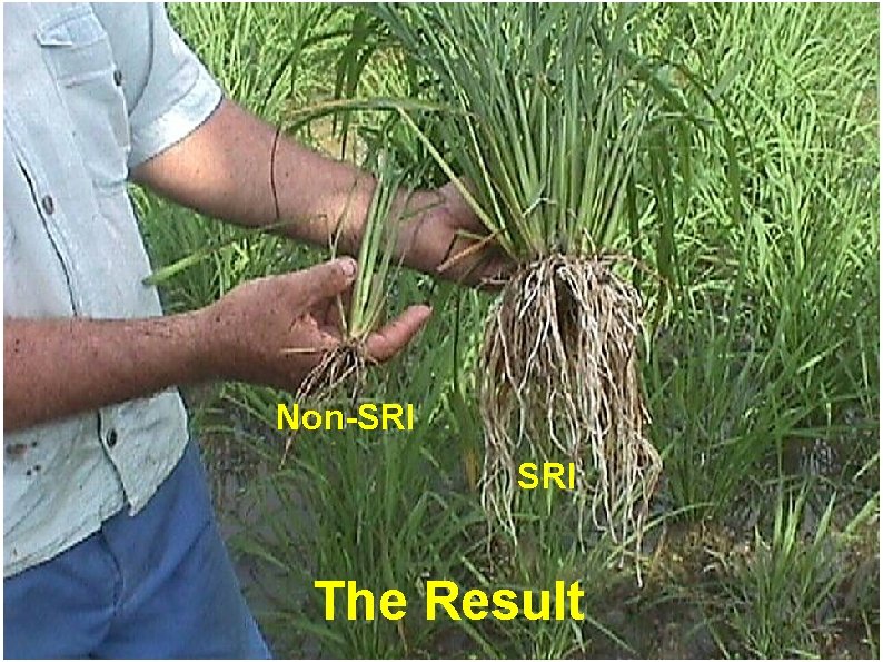 Non-SRI The Result 