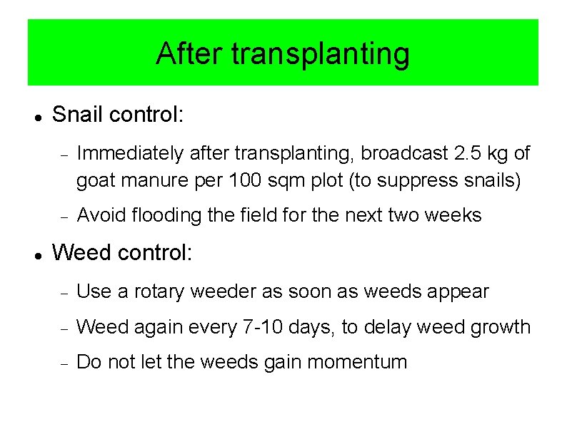 After transplanting Snail control: Immediately after transplanting, broadcast 2. 5 kg of goat manure