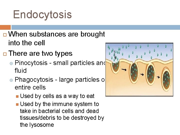 Endocytosis When substances are brought into the cell ¨ There are two types ¨