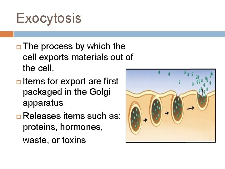 Exocytosis The process by which the cell exports materials out of the cell. ¨