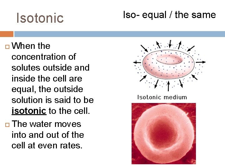 Isotonic When the concentration of solutes outside and inside the cell are equal, the