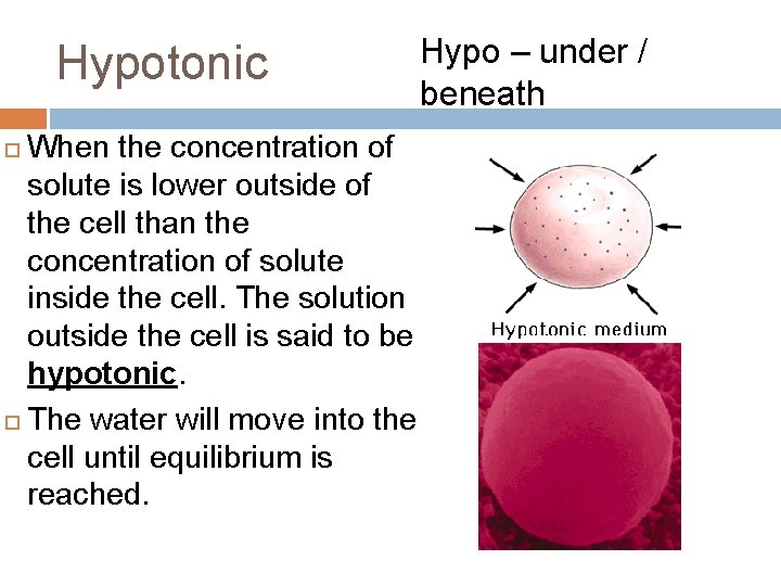Hypotonic When the concentration of solute is lower outside of the cell than the