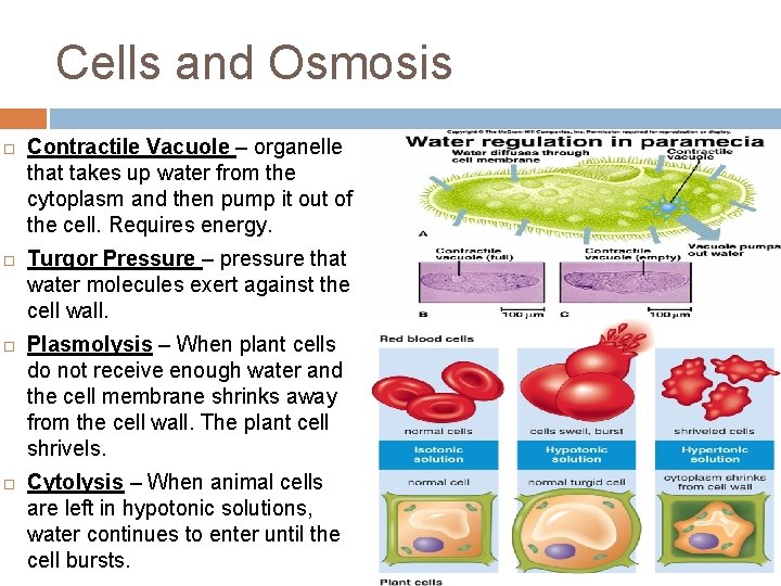 Cells and Osmosis ¨ ¨ Contractile Vacuole – organelle that takes up water from