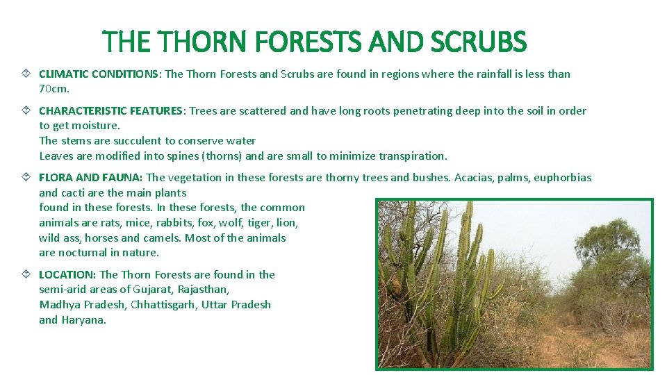 THE THORN FORESTS AND SCRUBS CLIMATIC CONDITIONS: The Thorn Forests and Scrubs are found