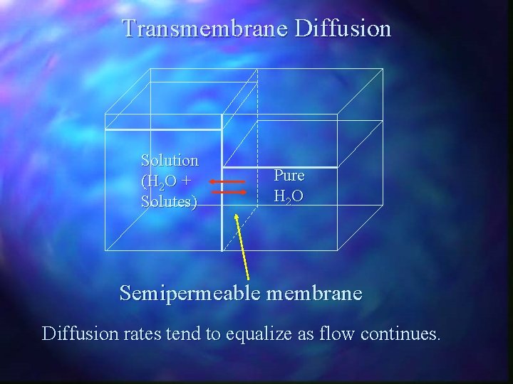 Transmembrane Diffusion Solution (H 2 O + Solutes) Pure H 2 O Semipermeable membrane