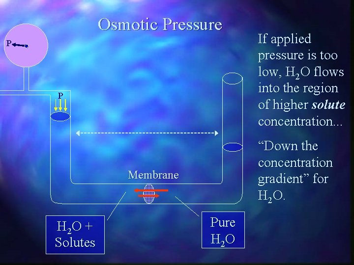 Osmotic Pressure P P “Down the concentration gradient” for H 2 O. Membrane H