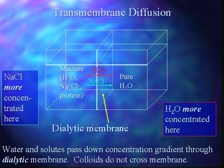 Transmembrane Diffusion Na. Cl more concentrated here Mixture H 2 O (H 2 O,