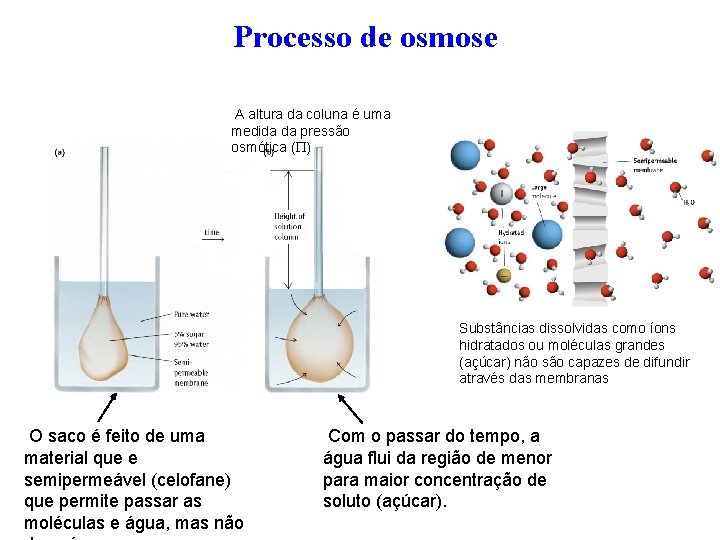 Processo de osmose A altura da coluna é uma medida da pressão osmótica (