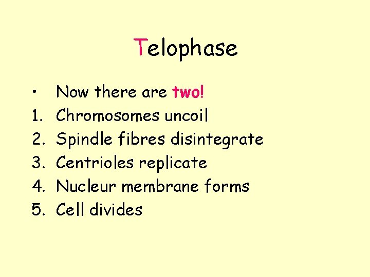 Telophase • 1. 2. 3. 4. 5. Now there are two! Chromosomes uncoil Spindle