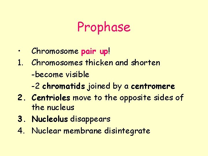 Prophase • Chromosome pair up! 1. Chromosomes thicken and shorten -become visible -2 chromatids