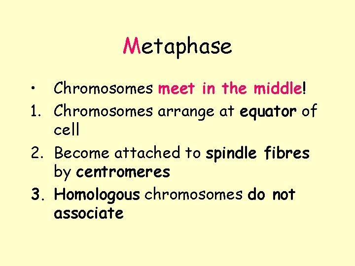 Metaphase • Chromosomes meet in the middle! 1. Chromosomes arrange at equator of cell