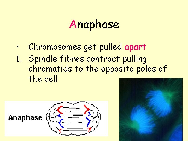 Anaphase • Chromosomes get pulled apart 1. Spindle fibres contract pulling chromatids to the